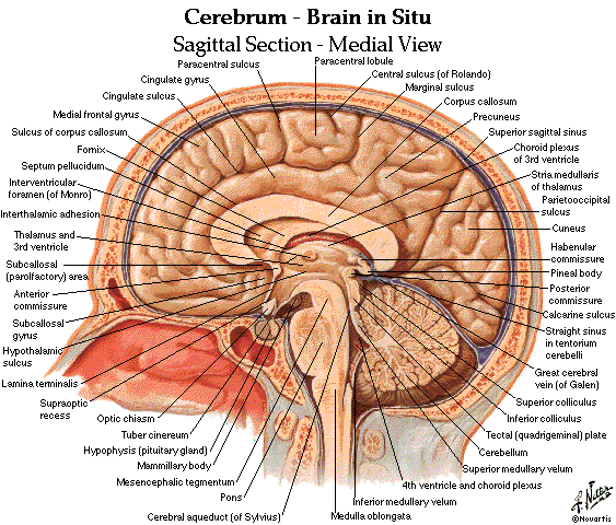 Cerebrum - Brain in Situ